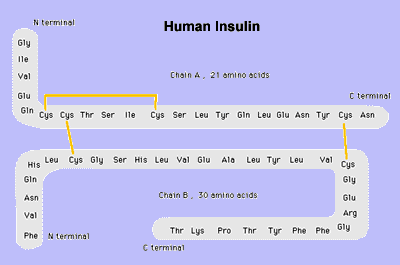 Descrio: structure_insulin